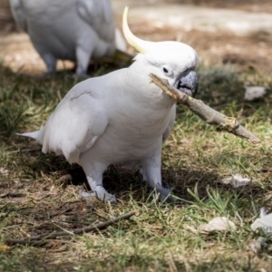 Cacatua galerita at Belconnen, ACT - 12 Mar 2019