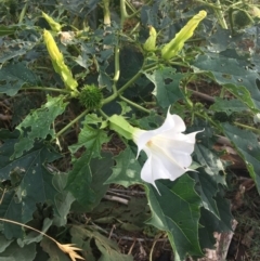 Datura stramonium (Common Thornapple) at Denman Prospect, ACT - 22 Mar 2019 by JaneR