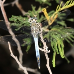 Orthetrum caledonicum (Blue Skimmer) at Mount Ainslie - 5 Mar 2019 by jb2602