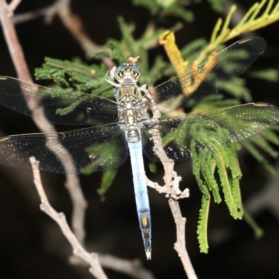 Orthetrum caledonicum (Blue Skimmer) at Ainslie, ACT - 5 Mar 2019 by jbromilow50