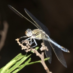 Orthetrum caledonicum at Ainslie, ACT - 5 Mar 2019 09:19 PM