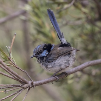 Malurus cyaneus (Superb Fairywren) at Lake Ginninderra - 12 Mar 2019 by Alison Milton