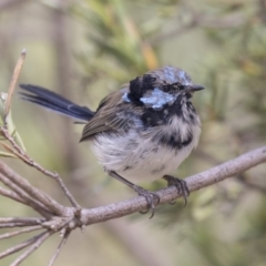 Malurus cyaneus at Belconnen, ACT - 12 Mar 2019 02:37 PM