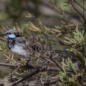 Malurus cyaneus at Belconnen, ACT - 12 Mar 2019