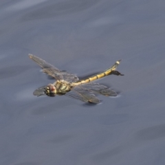 Hemicordulia tau (Tau Emerald) at Belconnen, ACT - 12 Mar 2019 by AlisonMilton