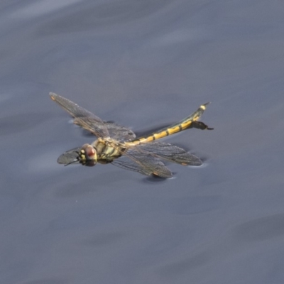 Hemicordulia tau (Tau Emerald) at Lake Ginninderra - 12 Mar 2019 by AlisonMilton