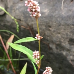 Persicaria lapathifolia (Pale Knotweed) at Molonglo Valley, ACT - 22 Mar 2019 by JaneR