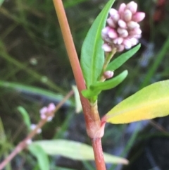 Persicaria lapathifolia at Molonglo River Reserve - 22 Mar 2019