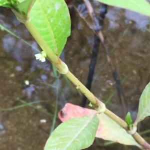 Persicaria lapathifolia at Molonglo River Reserve - 22 Mar 2019