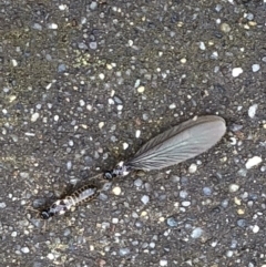 Termitoidae (informal group) (Unidentified termite) at Monash, ACT - 22 Mar 2019 by jackQ