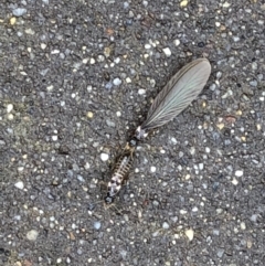 Termitoidae (informal group) at Monash, ACT - 22 Mar 2019 11:50 AM