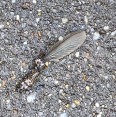 Termitoidae (informal group) at Monash, ACT - 22 Mar 2019