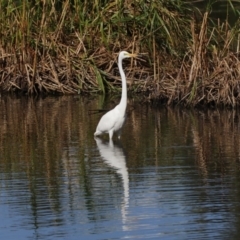 Ardea alba (Great Egret) at Lake Ginninderra - 12 Mar 2019 by Alison Milton