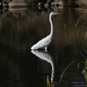 Ardea alba at Belconnen, ACT - 12 Mar 2019