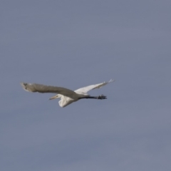 Ardea alba at Belconnen, ACT - 12 Mar 2019 03:55 PM