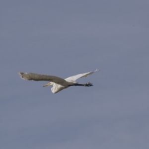 Ardea alba at Belconnen, ACT - 12 Mar 2019 03:55 PM