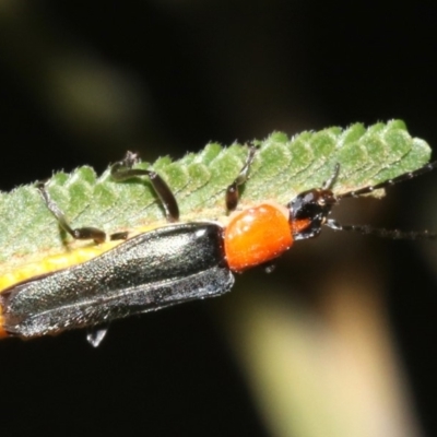 Chauliognathus tricolor (Tricolor soldier beetle) at Mount Ainslie - 6 Mar 2019 by jb2602