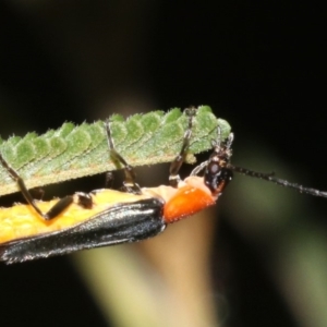 Chauliognathus tricolor at Majura, ACT - 6 Mar 2019 10:22 PM