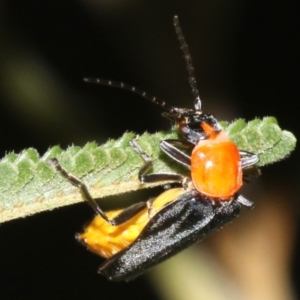 Chauliognathus tricolor at Majura, ACT - 6 Mar 2019 10:22 PM