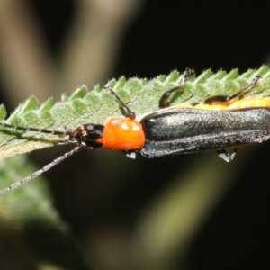 Chauliognathus tricolor at Majura, ACT - 6 Mar 2019 10:22 PM