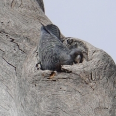 Callocephalon fimbriatum (Gang-gang Cockatoo) at Red Hill to Yarralumla Creek - 21 Mar 2019 by JackyF