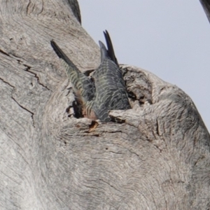 Callocephalon fimbriatum at Hughes, ACT - 22 Mar 2019