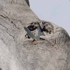 Callocephalon fimbriatum at Hughes, ACT - 22 Mar 2019