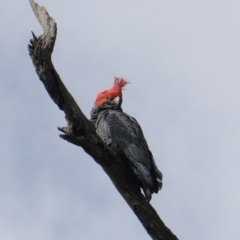 Callocephalon fimbriatum at Hughes, ACT - 22 Mar 2019