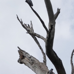 Callocephalon fimbriatum at Hughes, ACT - 22 Mar 2019