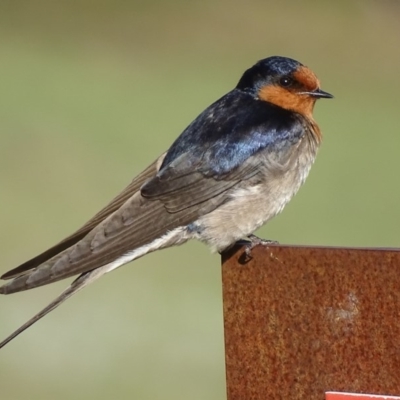 Hirundo neoxena (Welcome Swallow) at Rendezvous Creek, ACT - 31 Oct 2018 by roymcd