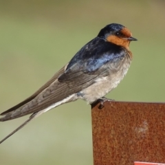 Hirundo neoxena (Welcome Swallow) at Rendezvous Creek, ACT - 31 Oct 2018 by roymcd