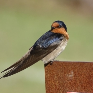 Hirundo neoxena at Rendezvous Creek, ACT - 1 Nov 2018