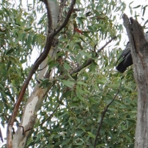 Callocephalon fimbriatum at Deakin, ACT - 22 Mar 2019