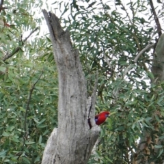 Callocephalon fimbriatum at Deakin, ACT - 22 Mar 2019