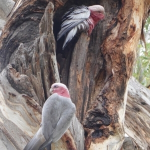 Eolophus roseicapilla at Hughes, ACT - 22 Mar 2019