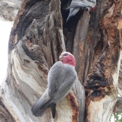 Eolophus roseicapilla at Hughes, ACT - 22 Mar 2019