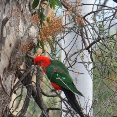Alisterus scapularis (Australian King-Parrot) at Deakin, ACT - 22 Mar 2019 by JackyF