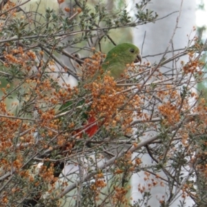 Alisterus scapularis at Deakin, ACT - 22 Mar 2019 04:31 PM