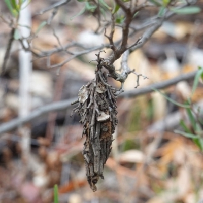 Hyalarcta huebneri (Leafy Case Moth) at Red Hill Nature Reserve - 22 Mar 2019 by JackyF
