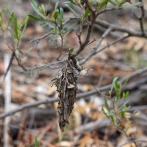 Hyalarcta huebneri at Deakin, ACT - 22 Mar 2019 04:48 PM