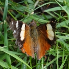 Vanessa itea (Yellow Admiral) at Hughes, ACT - 22 Mar 2019 by JackyF