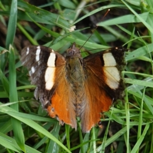 Vanessa itea at Hughes, ACT - 22 Mar 2019 03:52 PM