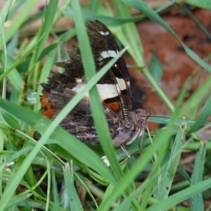 Vanessa itea at Hughes, ACT - 22 Mar 2019 03:52 PM