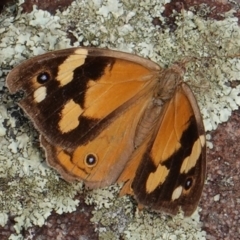 Heteronympha merope (Common Brown Butterfly) at Deakin, ACT - 22 Mar 2019 by JackyF
