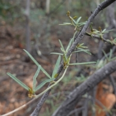 Glycine clandestina (Twining Glycine) at Red Hill Nature Reserve - 22 Mar 2019 by JackyF