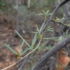 Glycine clandestina (Twining Glycine) at Deakin, ACT - 22 Mar 2019 by JackyF