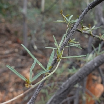 Glycine clandestina (Twining Glycine) at Red Hill Nature Reserve - 22 Mar 2019 by JackyF