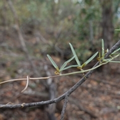 Glycine clandestina at Deakin, ACT - 22 Mar 2019