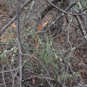 Glycine clandestina at Deakin, ACT - 22 Mar 2019