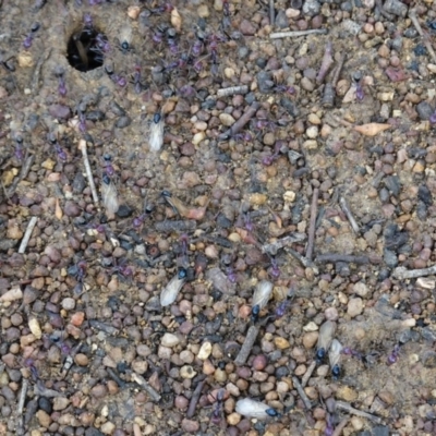 Iridomyrmex purpureus (Meat Ant) at Deakin, ACT - 22 Mar 2019 by JackyF